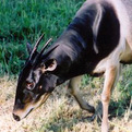 Jentink's Duiker