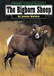 The Bighorn Sheep