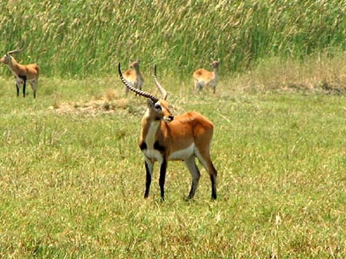 Kafue Lechwe