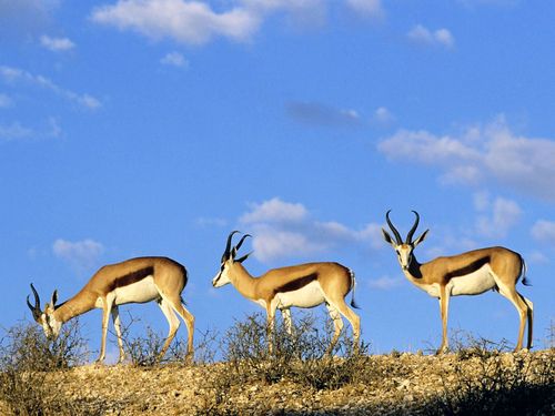 Kalahari Springbok