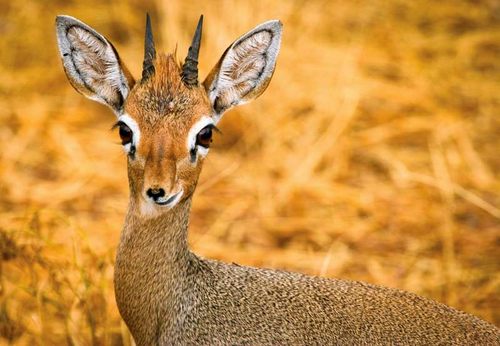 Kirk's Dik-Dik