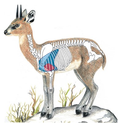 Klipspringer Shot Placement