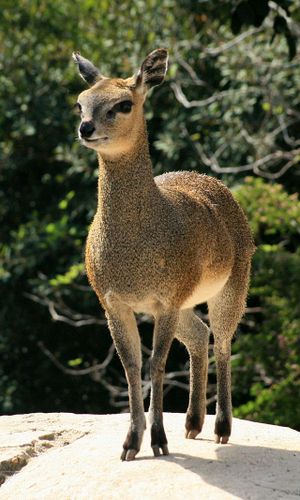 Klipspringer Female