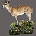 Klipspringer Full Mount