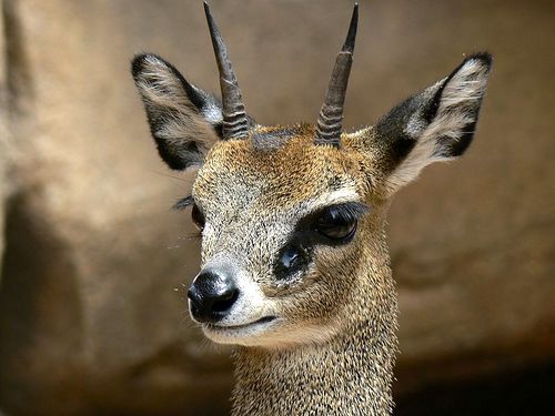 Klipspringer