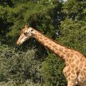 Kordofan Giraffe
