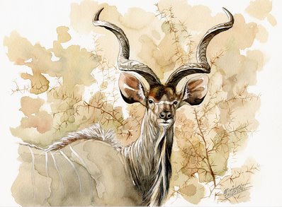 Kudu Watercolor