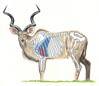 Kudu Shot Placement