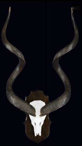 Kudu Shield Mount