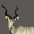 Greater Kudu Full Mount