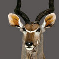Greater Kudu Shoulder Mount