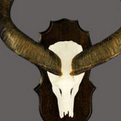 Greater Kudu Skull Mount