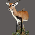Lechwe Half Mount