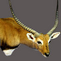 Lechwe Shoulder Mount