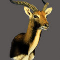 Lechwe Shoulder Mount