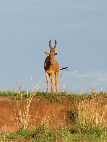 Lelwel Hartebeest