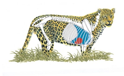 Leopard Shot Placement