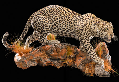 leopard full mount