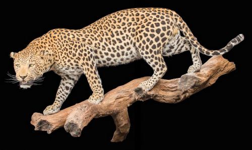 Leopard Full Mount