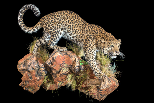 Leopard Full Mount