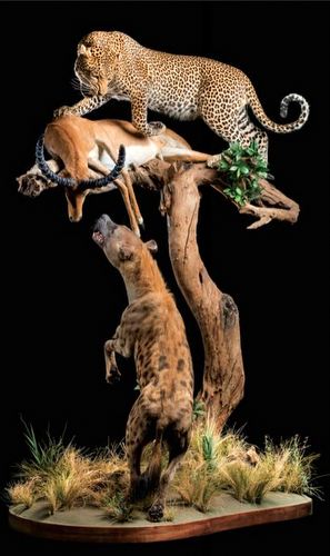 Full Mount Taxidermy