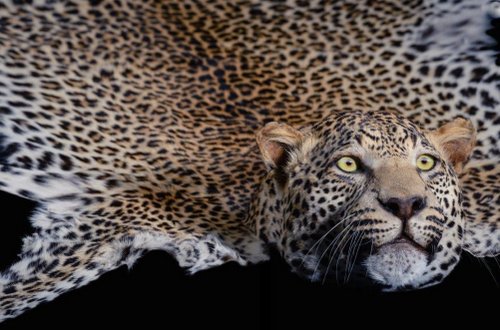 Leopard Rug Mount