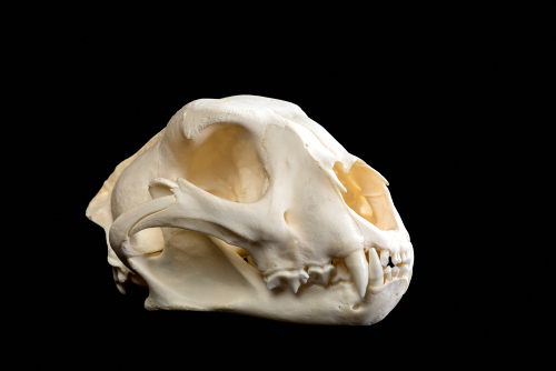 Leopard Skull Mount