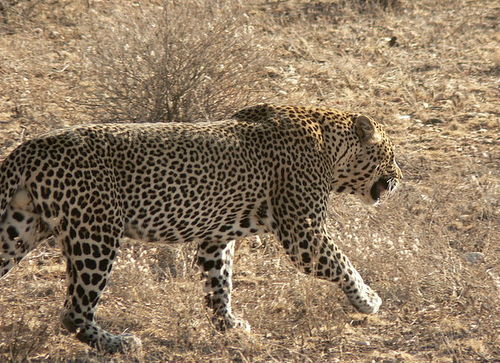 Male Leopard