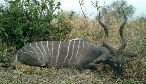 Lesser Kudu