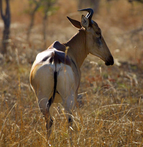Lichtenstein's Hartebeest
