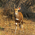 Limpopo Bushbuck