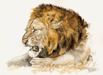 Lion Watercolor 1