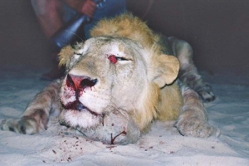 Lion Bullet Placement