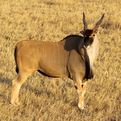 Livingstone's Eland Bull