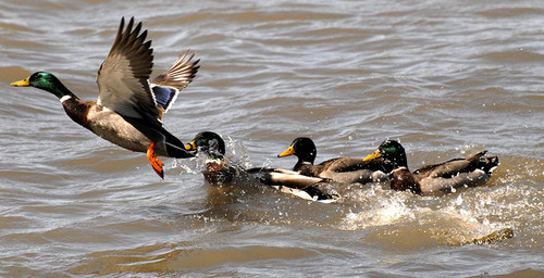 Mallards