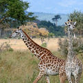 Masai Giraffe