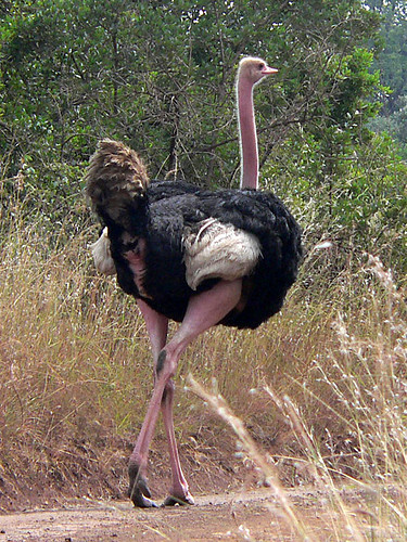 Masai Ostrich