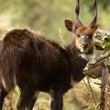 Menelik's Bushbuck