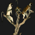 Monkey Full Mount