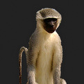 Monkey Full Mount