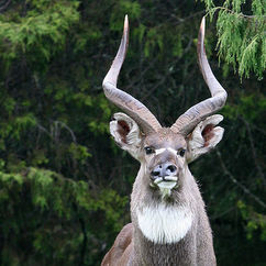 Mountain Nyala Bull