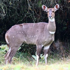 Mountain Nyala Female