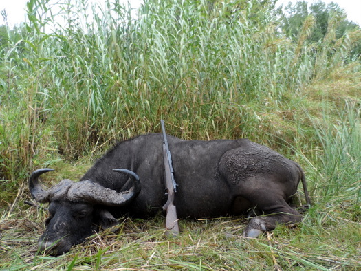 Murphy's Buffalo Hunt Murphy's Buffalo Hunt