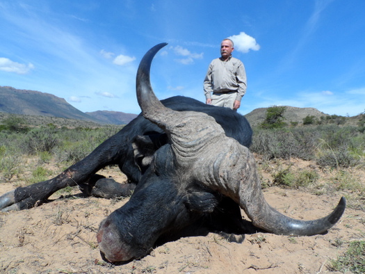 42 inch Buffalo 42 inch Buffalo