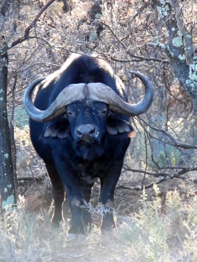 Murphy's Buffalo Hunt Murphy's Buffalo Hunt