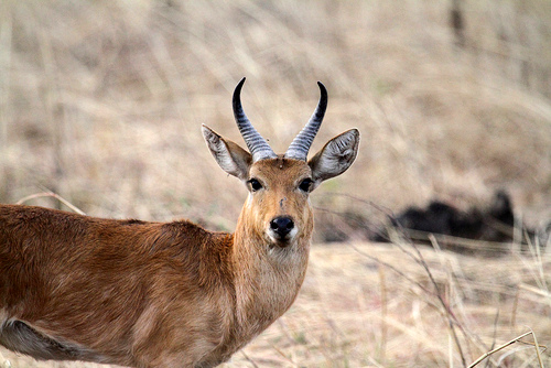 Nagor Reedbuck