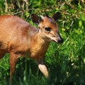 Natal Red Duiker