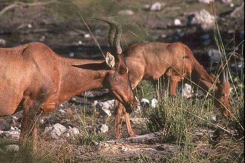 Neumann's Hartebeest