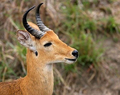 Nigerian Bohor Reedbuck