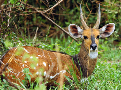 Nile Bushbuck